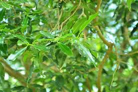 Image result for Warburgia