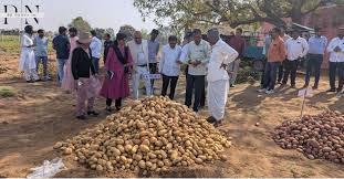 India's Potato Field Day at Deesa in ...