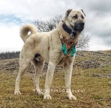 pin by sabine k on kangal alabai kangal dog dogs animals
