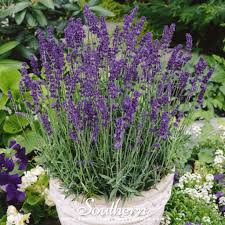 Image result for Lavandula angustifolia Vera