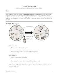 Pogil answer key cellular respiration.pdf. 13 Cellular Respiration S