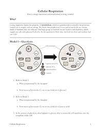 Answers will vary but may include movement and muscle contraction, biochemical reactions, and. 13 Cellular Respiration S