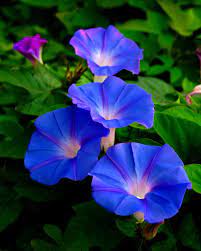 Whats The Story Photograph Poster Giclee Morning Glory Morning Glory Flowers Amazing Flowers Flowers Nature