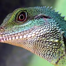 Fur, feathers, and scales zoo activity packet learning objectives. Animals With Scales A Full List Fun Facts