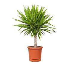 We did not find results for: Yucca Cane Plant Cheap Plants Quality Plants