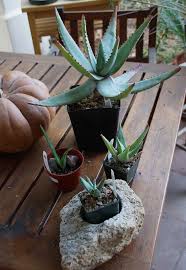 Image result for Aloe tauri