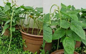 Kacang panjang memiliki nama latin vigna unguiculata ssp. Teringin Tanam Kacang Panjang Jenis Tak Menjalar Ni Cara Tipsnya Keluarga