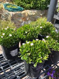 Image result for Falkia