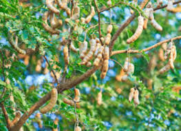 Image result for Tamarindus