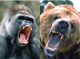 We did not find results for: Who Would Win In A Fight A Bear Or A Gorilla Quora