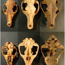 Although it resembles the placental wolf, its head was longer and its legs. The Thylacine On The Far Left Is Thought To Be A Female And That In The Download Scientific Diagram