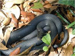 Coluber Constrictor Priapus Snake Facts Black Racer Snake