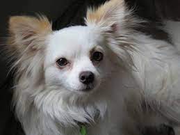 Apple head chihuahuas are in the toy breed family and typically grow to stand between 5 and dog has also been called apple head teacup chihuahua, long haired chihuahua, short hair chihuahua, and more commonly known, applehead chihuahua. 6 Types Of Chihuahuas From Short Haired To Apple Headed
