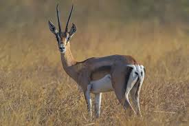 Thomson S Gazelle Gacela De Thomson Eudorcas Thomsonii Thomson Gazelle Animals Mammals