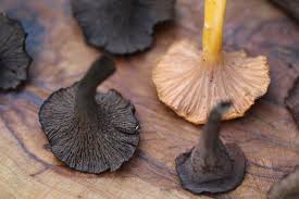 Image result for Craterellus fallax