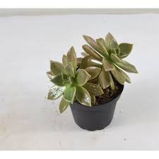 Originarie dalle zone desertiche americane ed, in. Pianta Grassa Sedum Compressum Giardino E Giardinaggio Ashokkumarpandey Utensili Per Il Giardinaggio