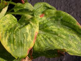This also creates a perfect environment for slugs while improving the growing conditions for the hosta. Hosta Problems