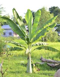The plants also prefer full sun, but they can handle some shade. What To Feed Banana Plants How To Fertilize A Banana Tree Plant Banana Trees Landscape Banana Plants Trees To Plant