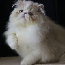 They are more than happy to spend the day cuddled up in your lap. Cat Breeds Oakvillage Persians And Exotics