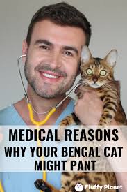 Just do this for about. Medical Reasons Why Your Bengal Cat Might Pant Bengal Cat Bengal Hybrid Cat