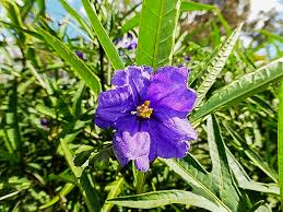 Image result for Solanum
