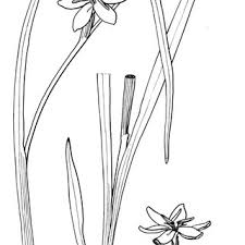 Image result for Hesperantha longicollis