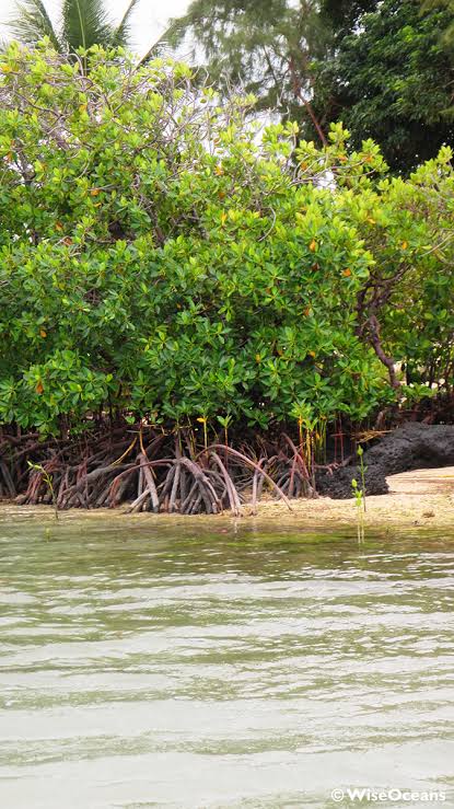 The trees of the sea - WiseOceans