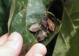 Stink bugs can become household pests when they invade homes for warmth. Brown Marmorated Stink Bug Declared Pest Agriculture And Food