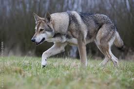 Saarloos Wolfdog Ready For Attack Wolf Dog Dogs Purebred Dogs