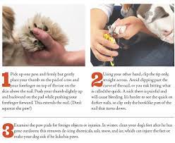 1 how to teach your puppy to tolerate nail trimming? Trim Your Dog S Nails Safely Tips Tricks And Grooming Techniques