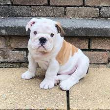 The rare colors produced in english bulldogs can be divided into 4 groups (in order of least rare to most rare): English Bulldog Colors A Complete List Of All 15 Recognized Coat Colors Puppies Club