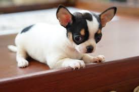 Black And White Chihuahua Puppy Pin On Dog Lovers