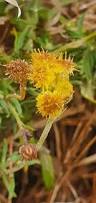 Image result for Helichrysum arenicola