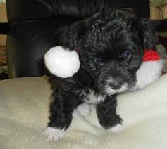 Black And White Havanese Puppy Some Havanese Puppies Are Black With White Paws Some More White Havanese Dogs Havanese Puppies Puppies