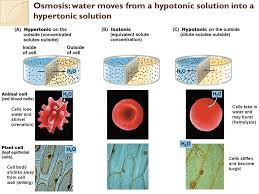 This allows the plant to support itself. 1 4 Br Osmosis Review If A Selectively Permeable Membrane Separates A Hypertonic Solution From A Hypotonic Solution In Which Direction Will Water Ppt Download