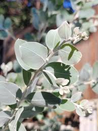 Image result for Alinula paradoxa