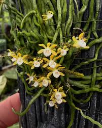 Image result for Taeniophyllum