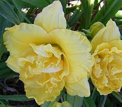 We found one dictionary with english definitions that includes the word betty woods daylily: Suncrest Nurseries Inc Search Our Plant Database