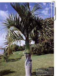 Image result for Hyophorbe verschaffeltii