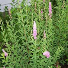 Image result for Spiraea billardii