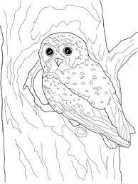 Elf Owl Coloring Page Free Printable Coloring Pages Owl Coloring Pages Elf Owl Bird Coloring Pages