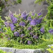 Buddleias ou Arbres à papillons nains, jusqu'à 1,50 m de hauteur