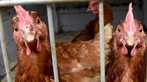 Besonders gefährlich dabei sind die viren h5n1 und h7n9. Vogelgrippe H5n8 Symptome Risiko Verbreitung Augsburger Allgemeine