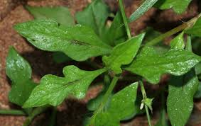 Image result for Oxygonum