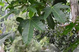 アオギリ 青桐 庭木図鑑 植木ペディア