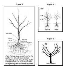 Peach trees are pruned at planting to balance the tree top with the small root system and to induce branching on the trunk. Fruit Tree Planting Care Washtenaw County Conservation District