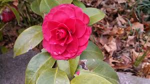 Black Tie Red Double Blossom The Most Beautiful Camellia In The World Simple Flowers Flowers Blossom