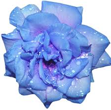 An Entry From Transparent Flowers Powered By Tumblr Com Transparent Flowers Flower Clipart Mermaid Coloring