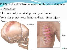 Bone acts as the framework of the body. 14 2 Skeletal System Ppt Video Online Download