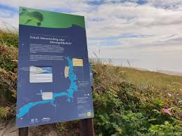 Darauf weist der naturschutzbund deutschland. Schweinswale Vor Der Insel Sylt Beobachten